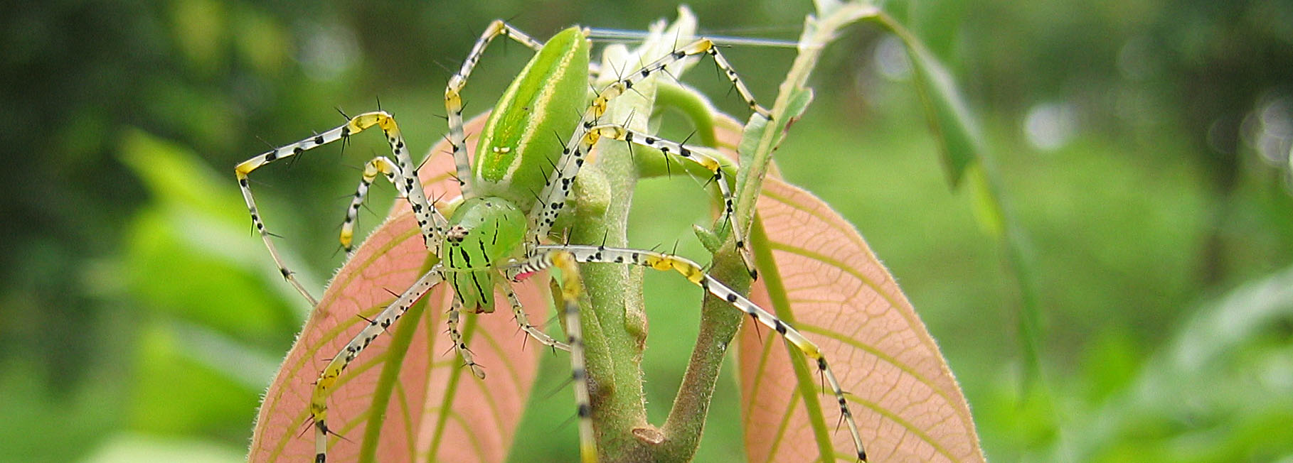 araign�e venimeuse jungle