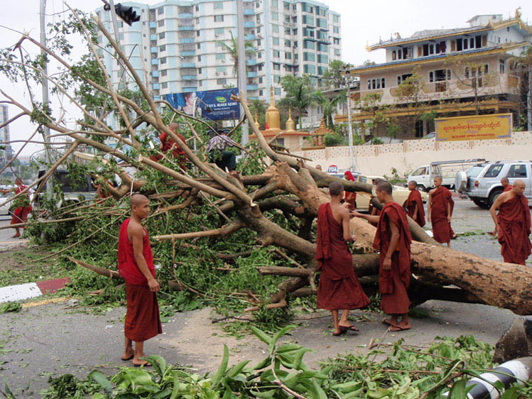 moines d&eacute;gageant un arbre &agrave; yangon