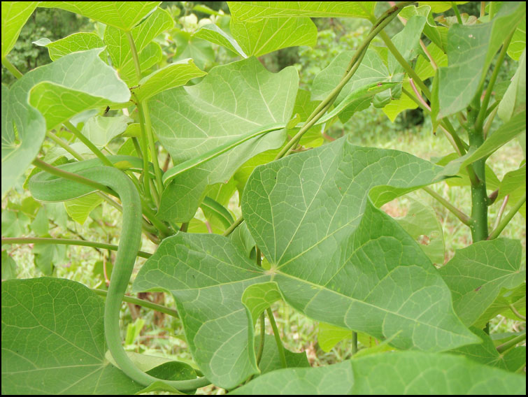 photo serpent vert fond vert